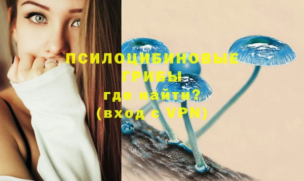сатива Елизово